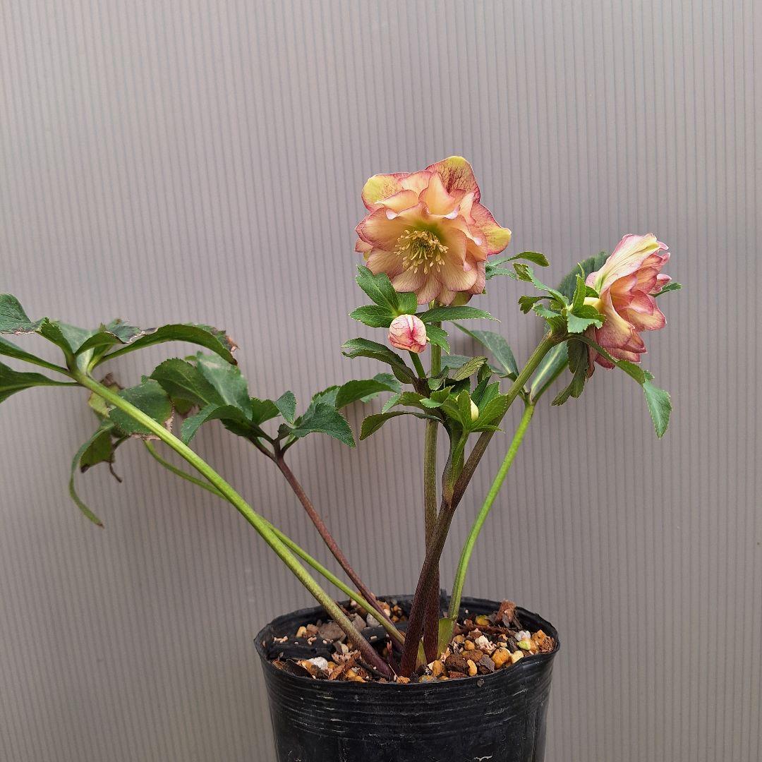 ☆ クリスマスローズ ソレイユ交配開花株 小輪ソレイユ受粉済み - メルカリ