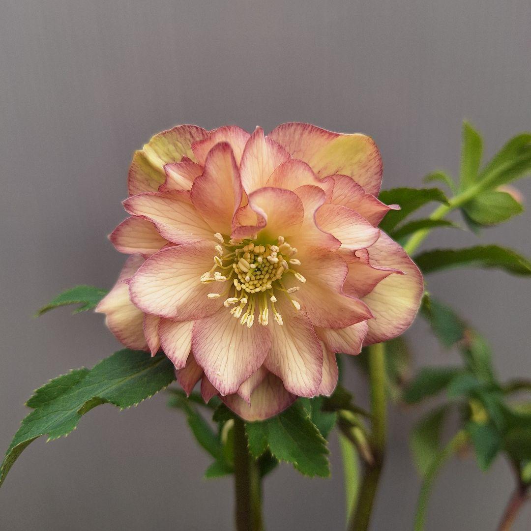 ☆ クリスマスローズ ソレイユ交配開花株 小輪ソレイユ受粉済み - メルカリ