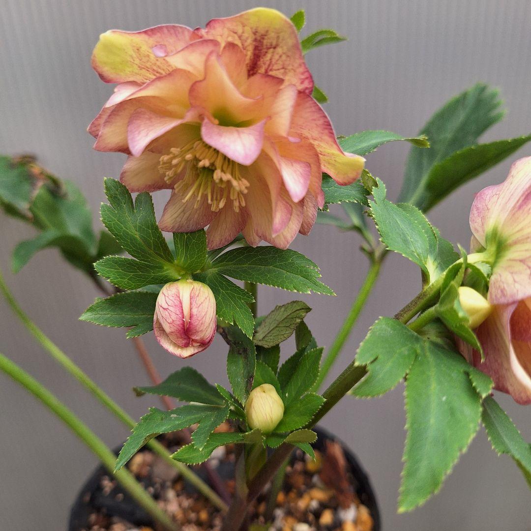 ☆ クリスマスローズ ソレイユ交配開花株 小輪ソレイユ受粉済み - メルカリ