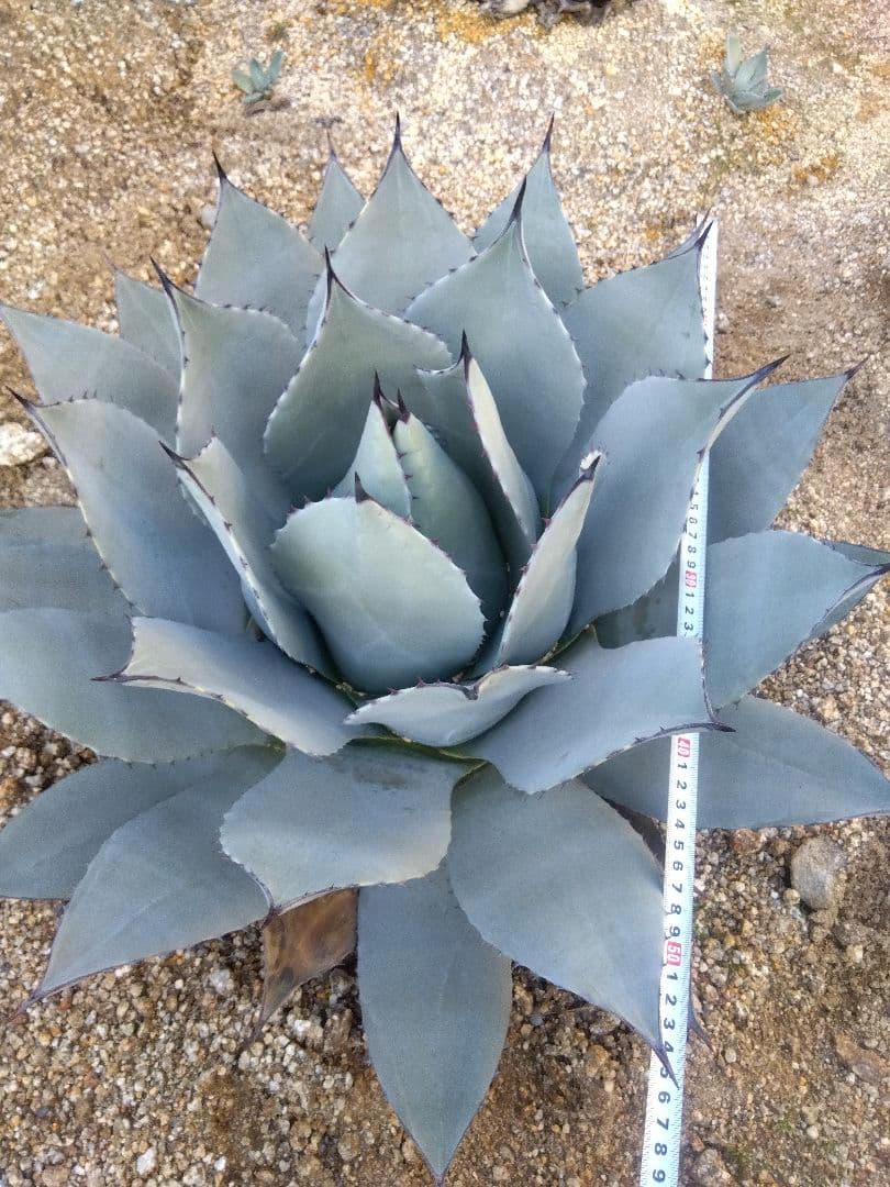 アガベ パリー 吉祥天 超大株60センチ❗ ① - メルカリ