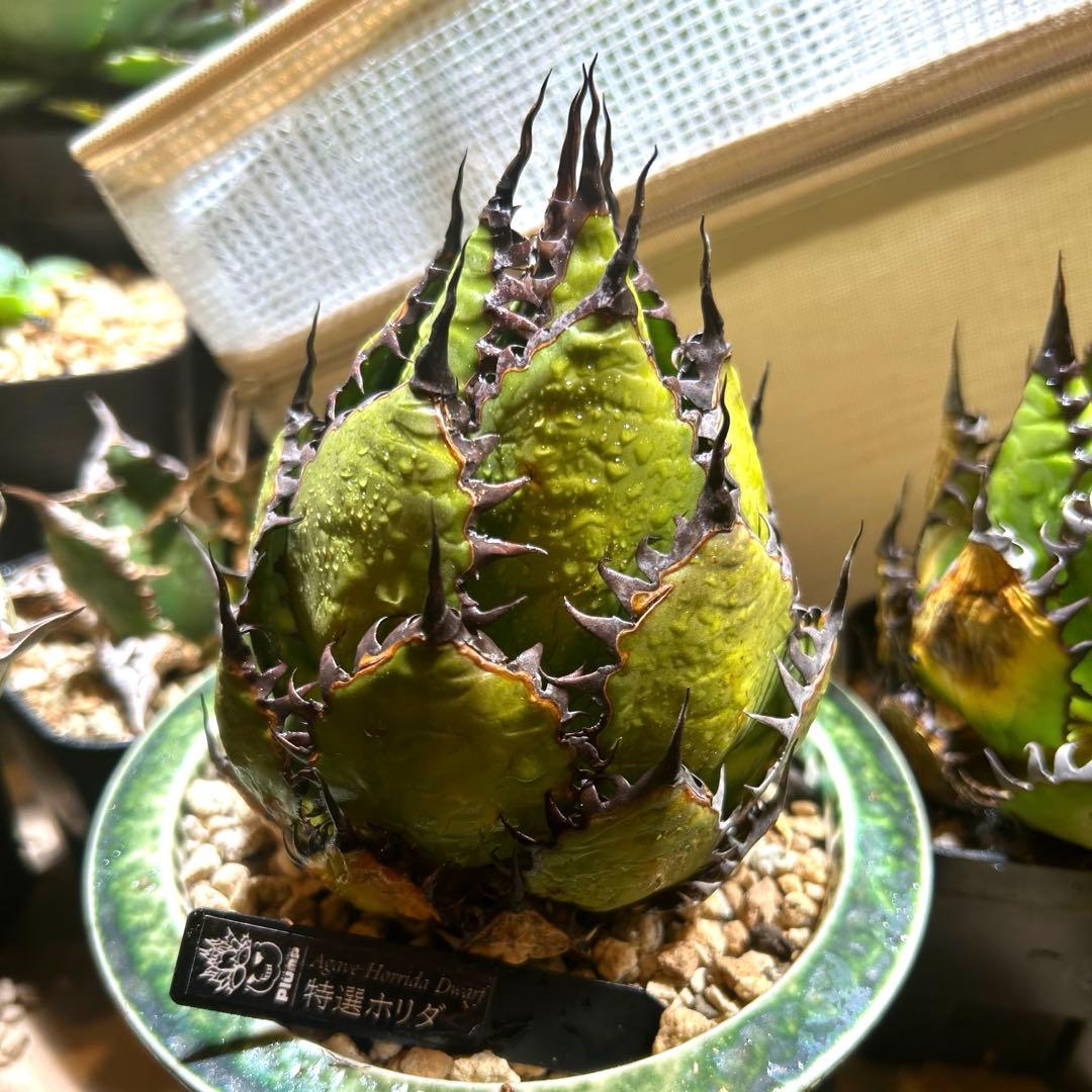 アガベ ホリダ 陽炎 S級選抜株 ボールタイプ ドワーフ 優良血統 直子