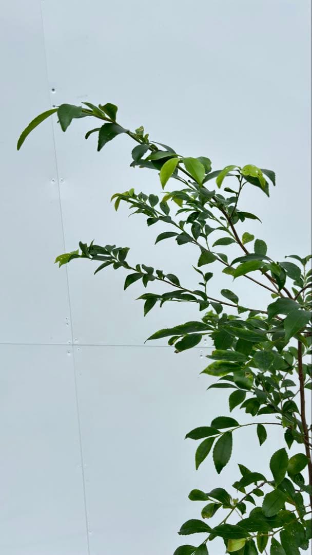 自然な樹形が美しい 山採りの ヒサカキ 646 樹高1.4m位 ヒメサカキ 姫