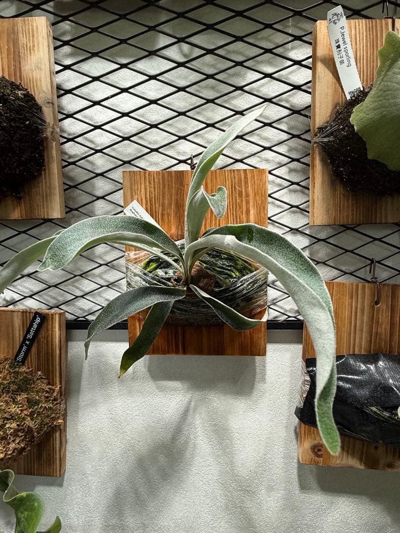 P.veitchii cv Auburn  spor中サイズ株 P.veitchii cv Auburn River spor中サイズ株 - メルカリ