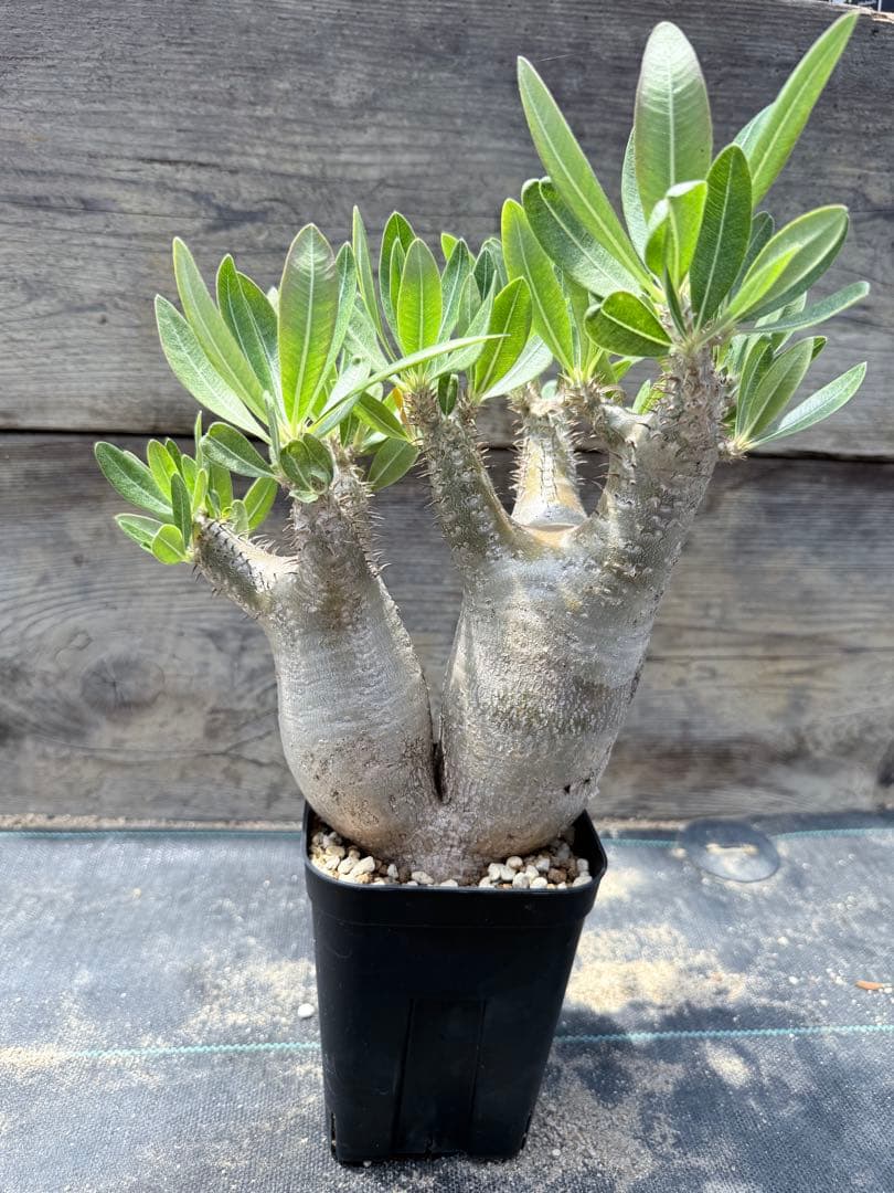 ARTEEFLOW-GP パキポディウム イノピナツム 2頭 多頭 現地球