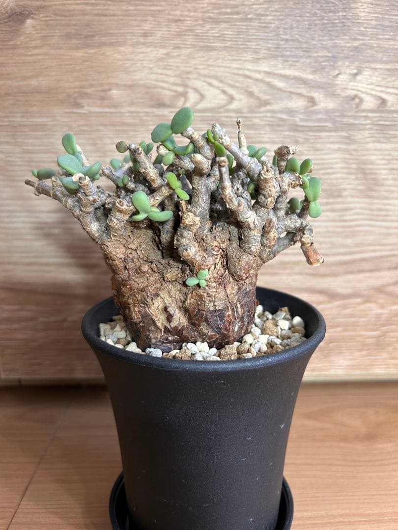 ケラリア・ピグマエア（現地株、発根済み） ケラリアピグマエア 現地株 発根済 b5 | HANDS PLANTS