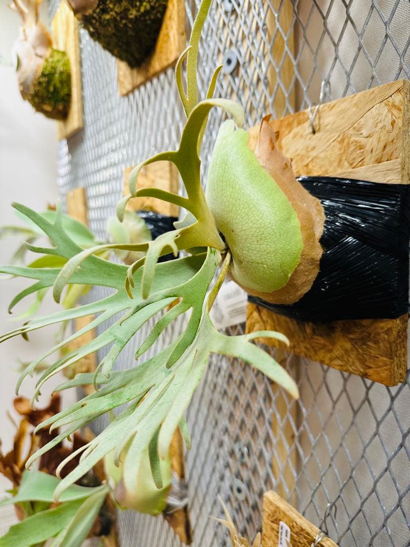 Willinckii Jade Girl ジェイドガール　バンダカ　コモレビ Willinckii Jade Girl ジェイドガール バンダカ コモレビの通販はau