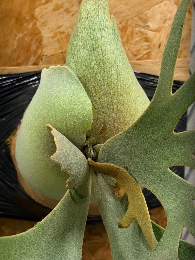 Willinckii Jade Girl ジェイドガール バンダカ コモレビの通販はau