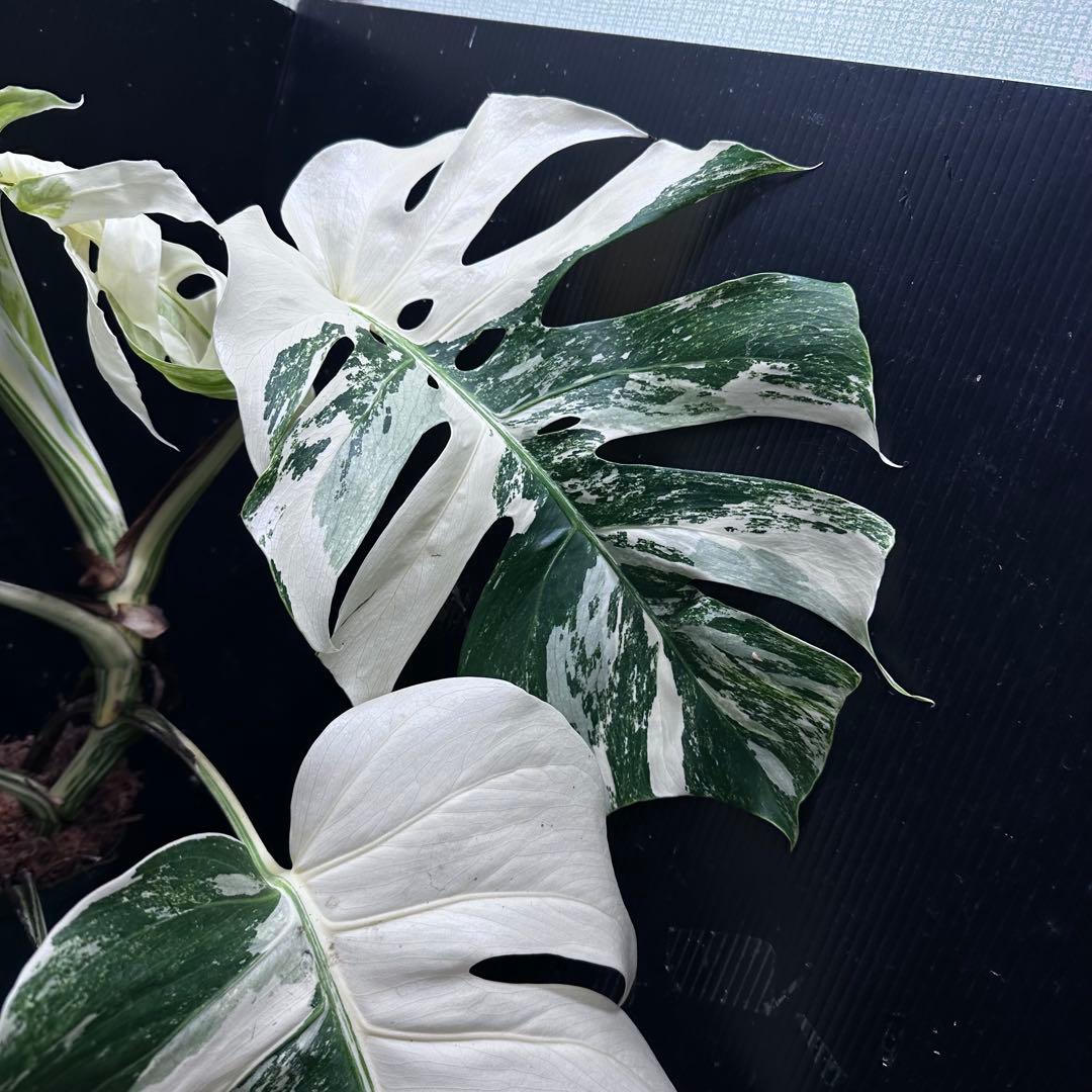 斑入りモンステラ ホワイトタイガー極美大株67cm白斑多 - メルカリ