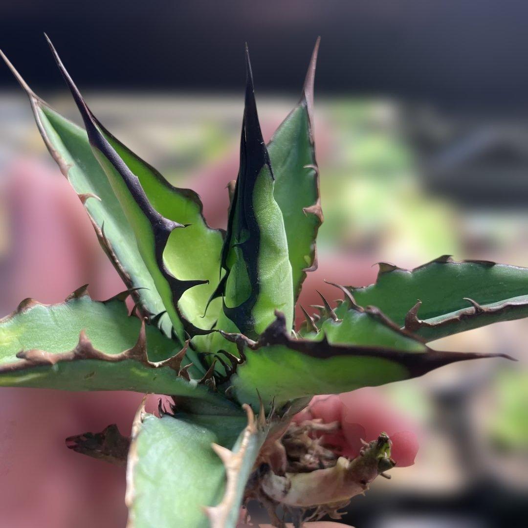 アガベ ハイブリッド キシロナカンサ×チタノタ 台湾輸入株 子株付き