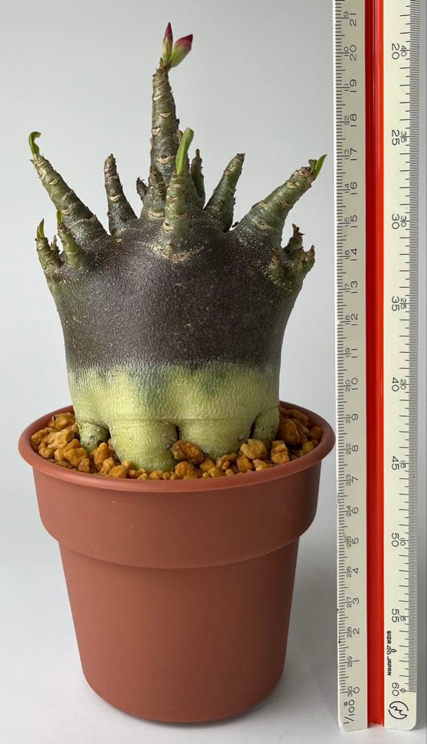 激レア/ブラックスキン/極太/ドワーフ 】アデニウム カピ 鉢植えA-6