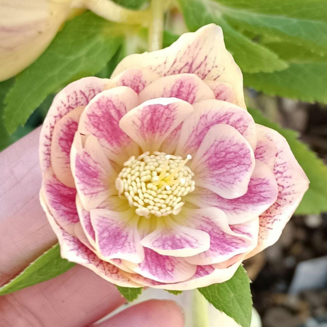 sale クリスマスローズ mix 10粒 種 宿根 苗 鉢 バラ - メルカリ