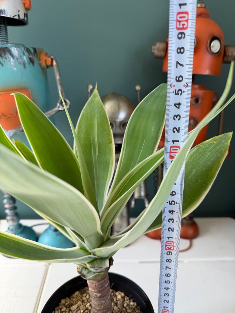 アガベ・アテナータ・レイオブライト / 大株 白覆輪 希少 レア - メルカリ