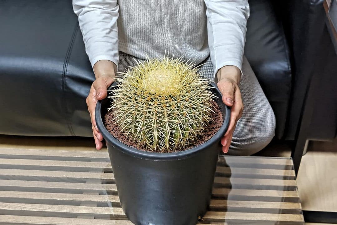 金鯱 サボテン キンシャチ 8号 ロックガーデン 逸品 エキノカクタス