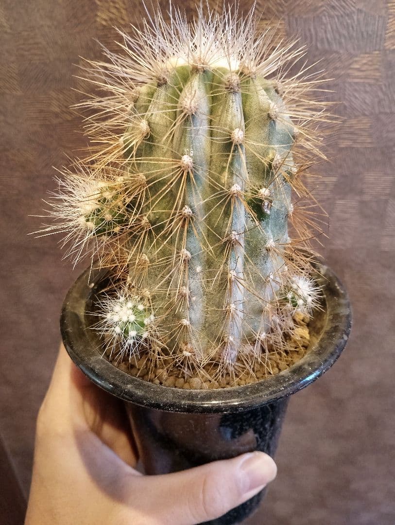 \"特選 特大\" コピアポア ・ クラインジアナ 雷血丸