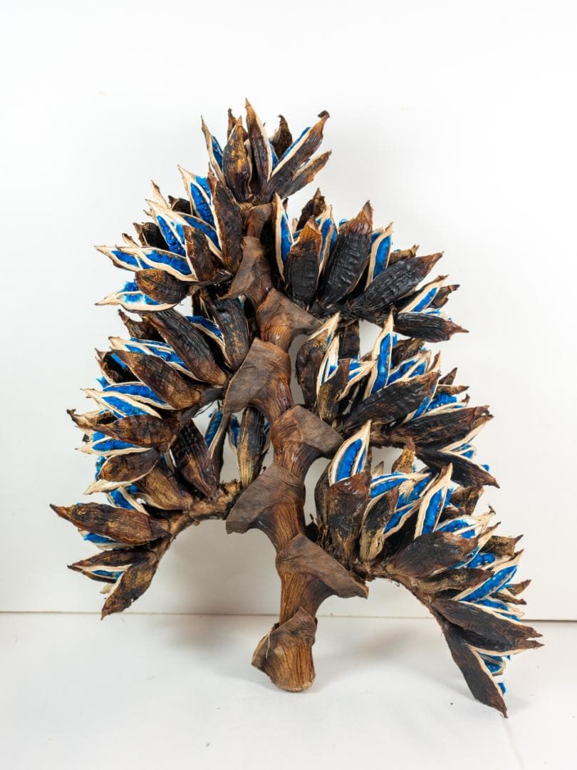 タビビトノキ 青い種 4 旅人の木 オオギバショウ 丸ごと 種子 タビビトノキ 青い種 丸ごと 訳あり 4 旅人の木 オオギバショウ 種子