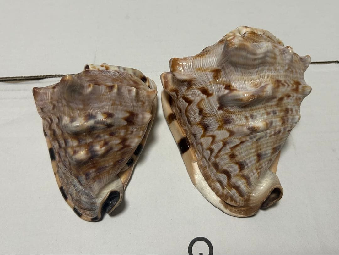 ダイオウトウカムリ　2個セット　12cm 14.8cm