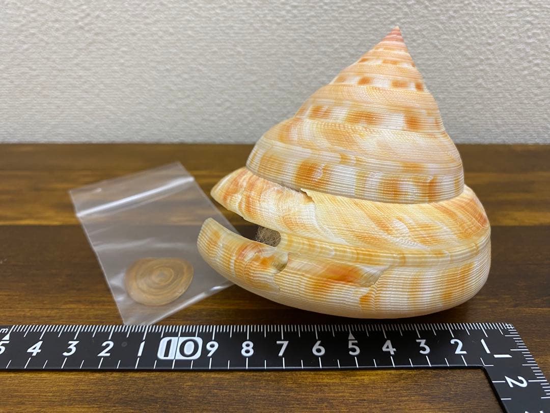 アンシュウオキナエビス特大　95ミリ　蓋付き、 データ付き