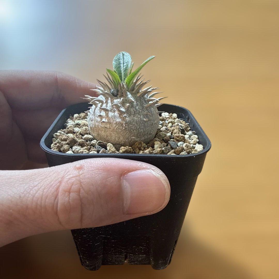 値下交渉可 【極上】デンシカウレ プレステラ75 恵比寿大黒 実生4年