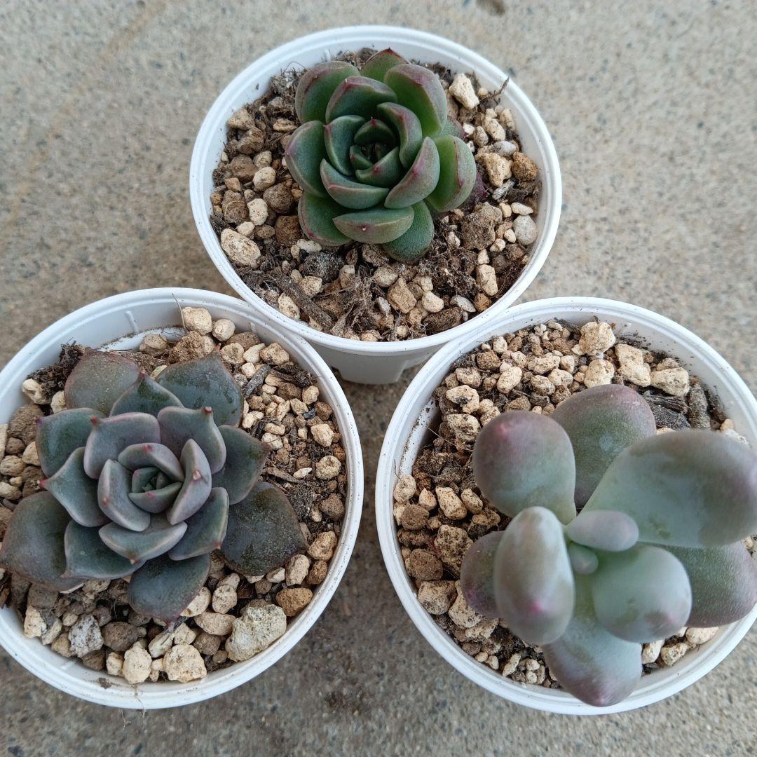 多肉植物 抜き苗セット - メルカリ