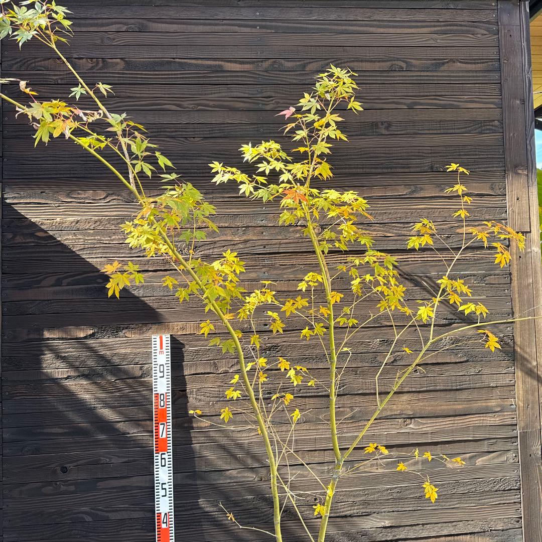 ヤマモミジ/山採り天然木【現品発送】管理70761