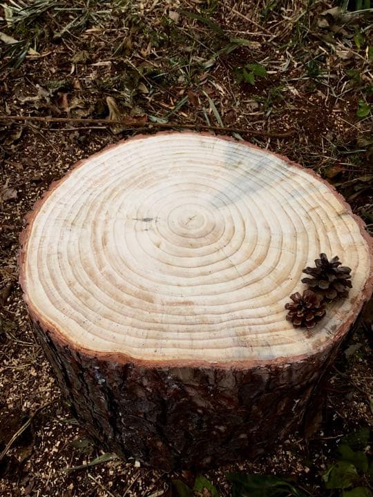 天然赤松【大きな切り株/丸太/アウトドア椅子/薪割り台】表面サンダー