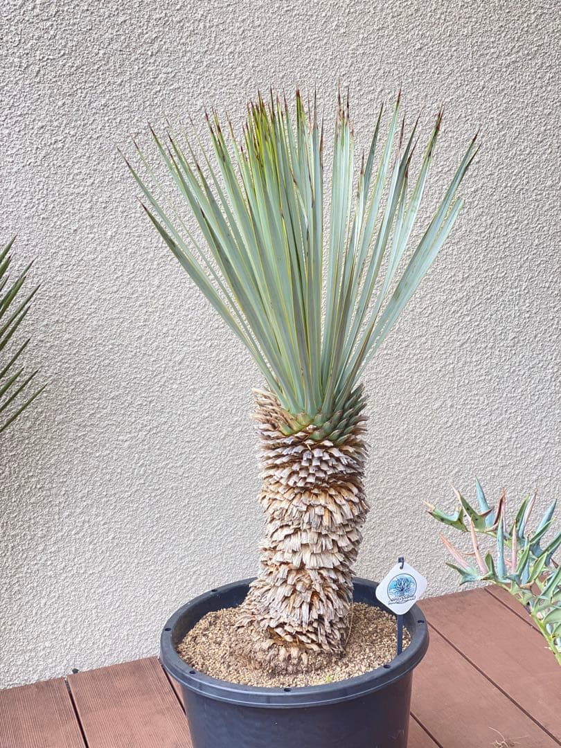 ア*キ様 ユッカ　マルデヌベスver.ロスト 楽天市場】【現品】【マルデヌベス ロストラータver】ユッカ