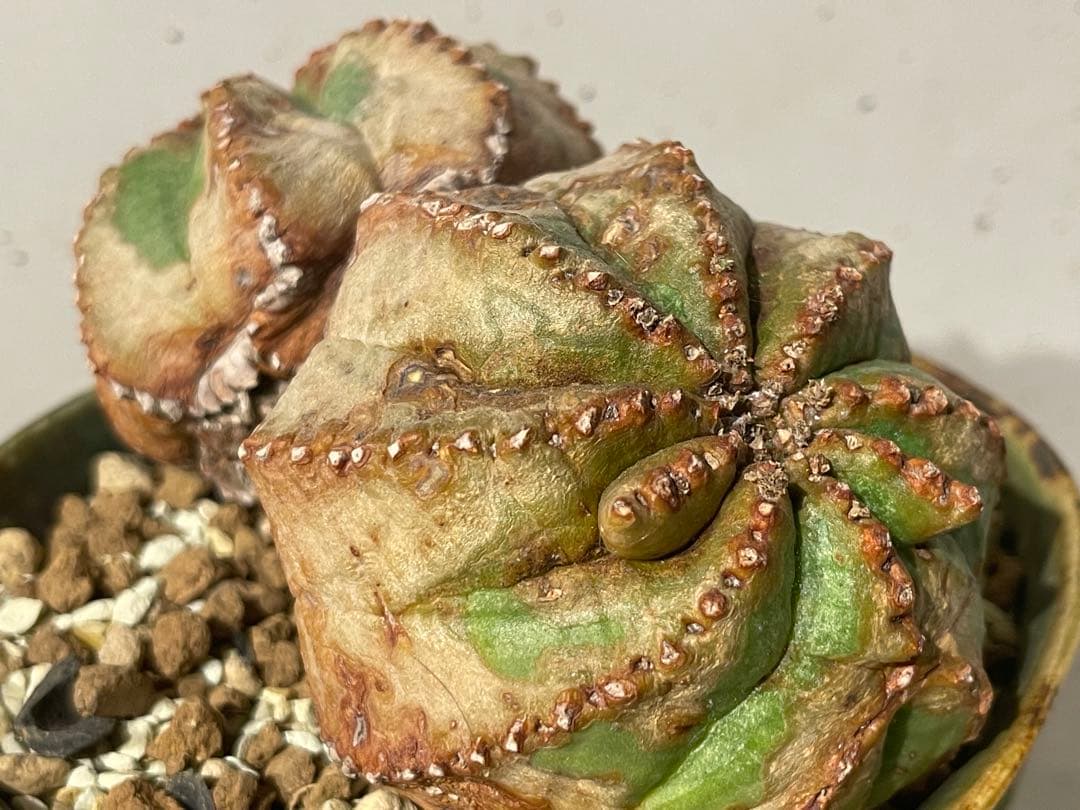 □ユーフォルビア オベサ モンスト 綴化 11.5cm/ダブルヘッド□極上木