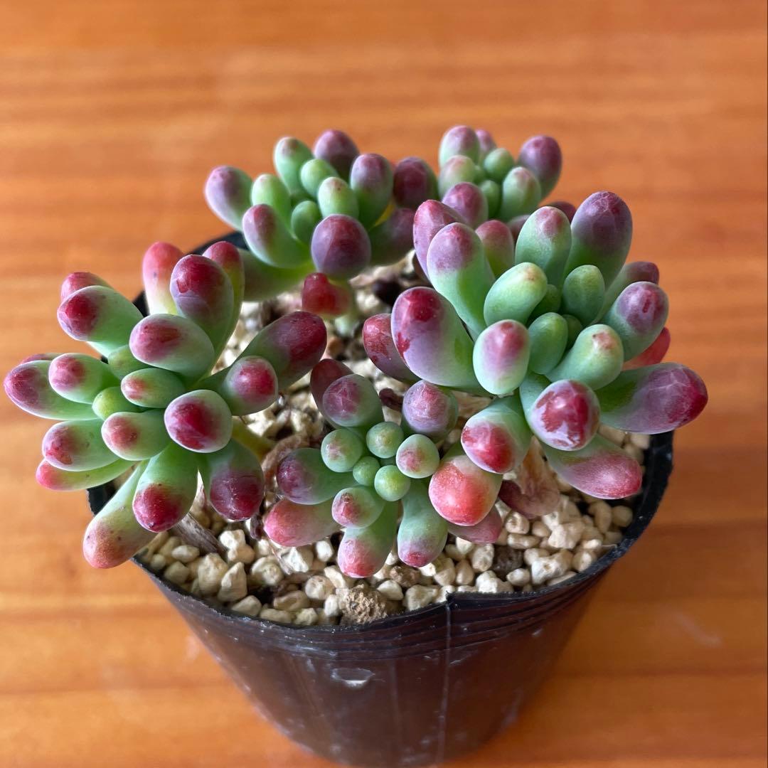 乙女心 抜き苗 多肉植物 - メルカリ