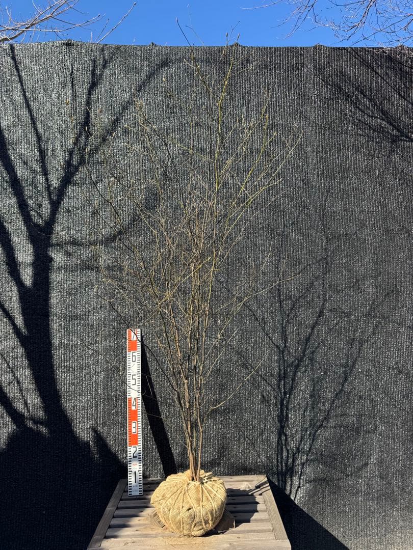 クロモジ　山採り　【品番3535】 楽天市場】【現品】山採り【クロモジ】黒文字 株立ち 自然風樹形 樹高H