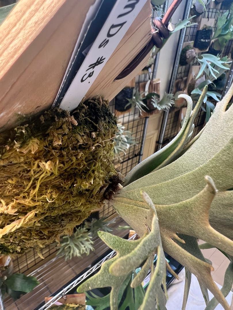 年末大特価P.willinckii Totoro spore YMDs ③