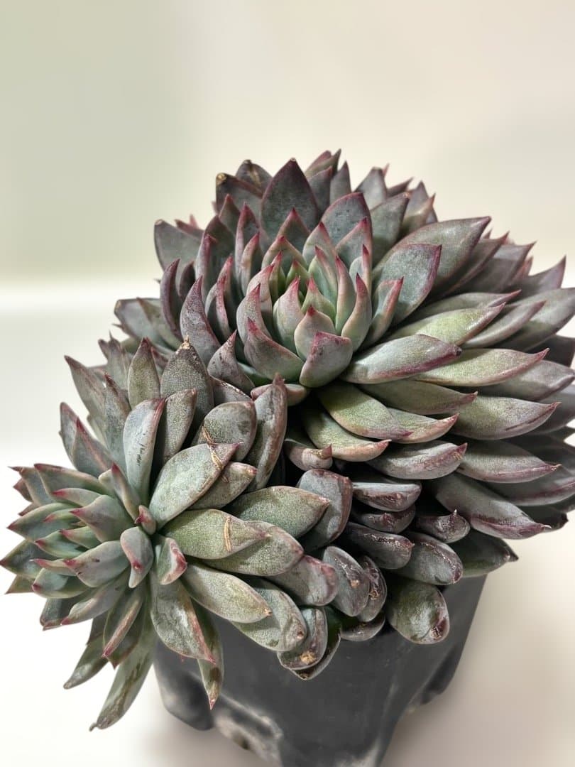 多肉植物 おらいさん苗 ミックスベリア 青鬼 - メルカリ