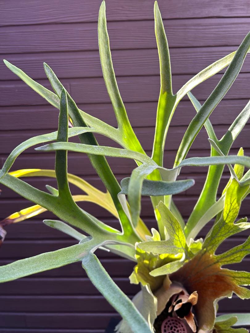 ビカクシダ ビーチー (ベイチー) 子株と胞子つきd.p.c.l.m】□P