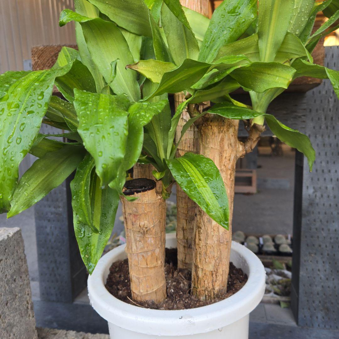 ⑮ ドラセナ マッサンゲアナ 8号 4株植え 最高等級