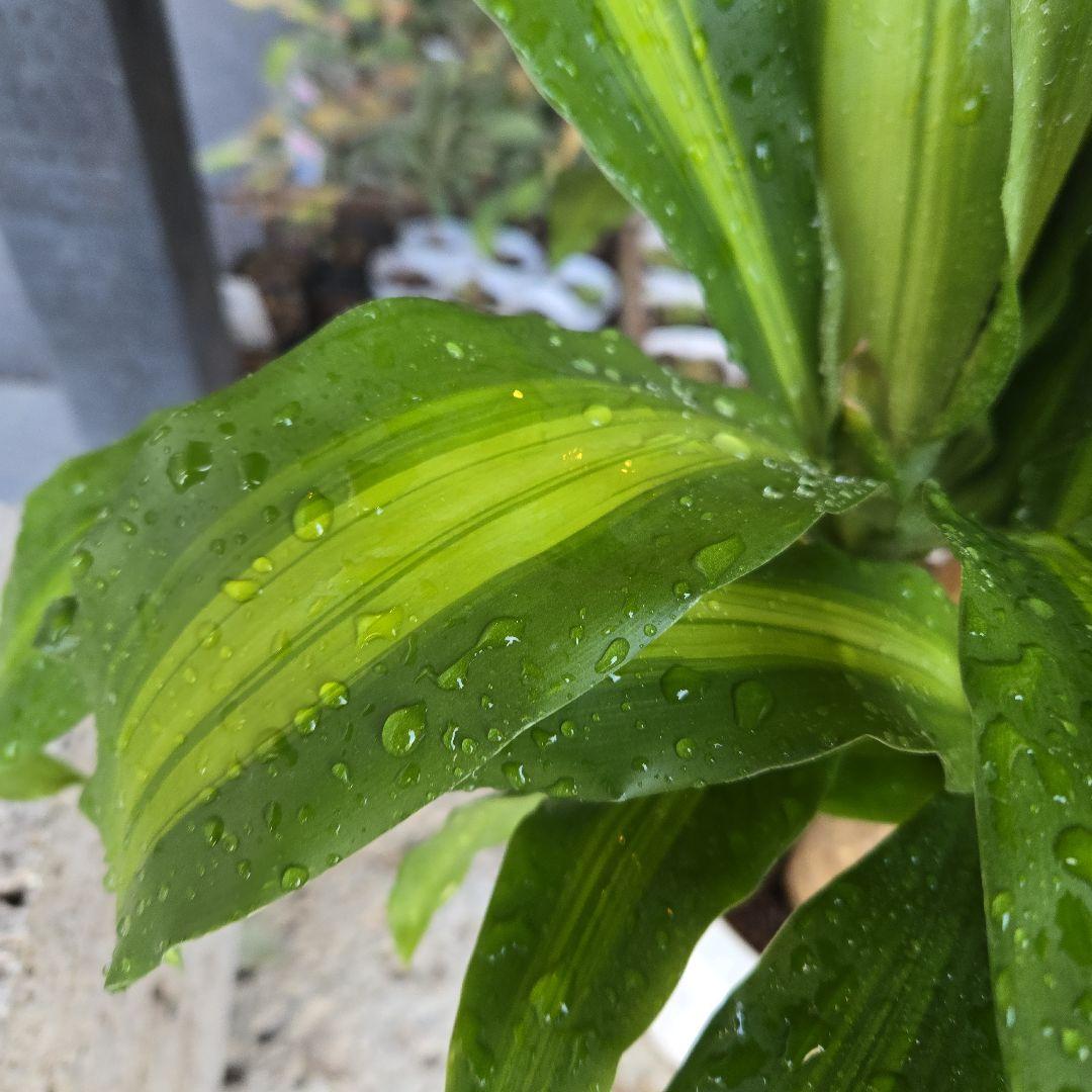 ⑮ ドラセナ マッサンゲアナ 8号 4株植え 最高等級