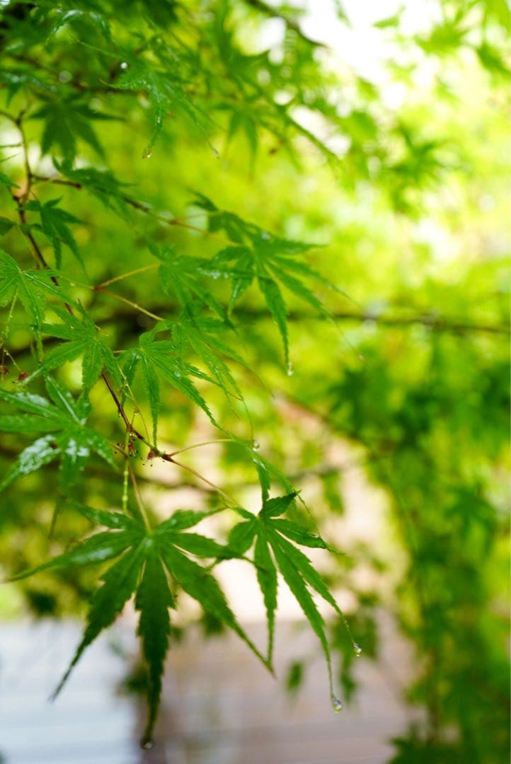 【高倍率ズームレンズ】SONY FE24-240mm F3.5-6.3 おまけ付