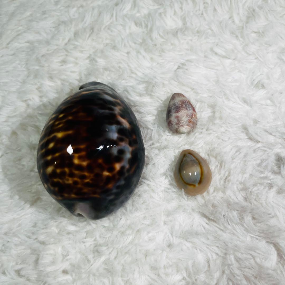 希少！特大沖縄県天然星宝貝（ホシダカラ） - メルカリ