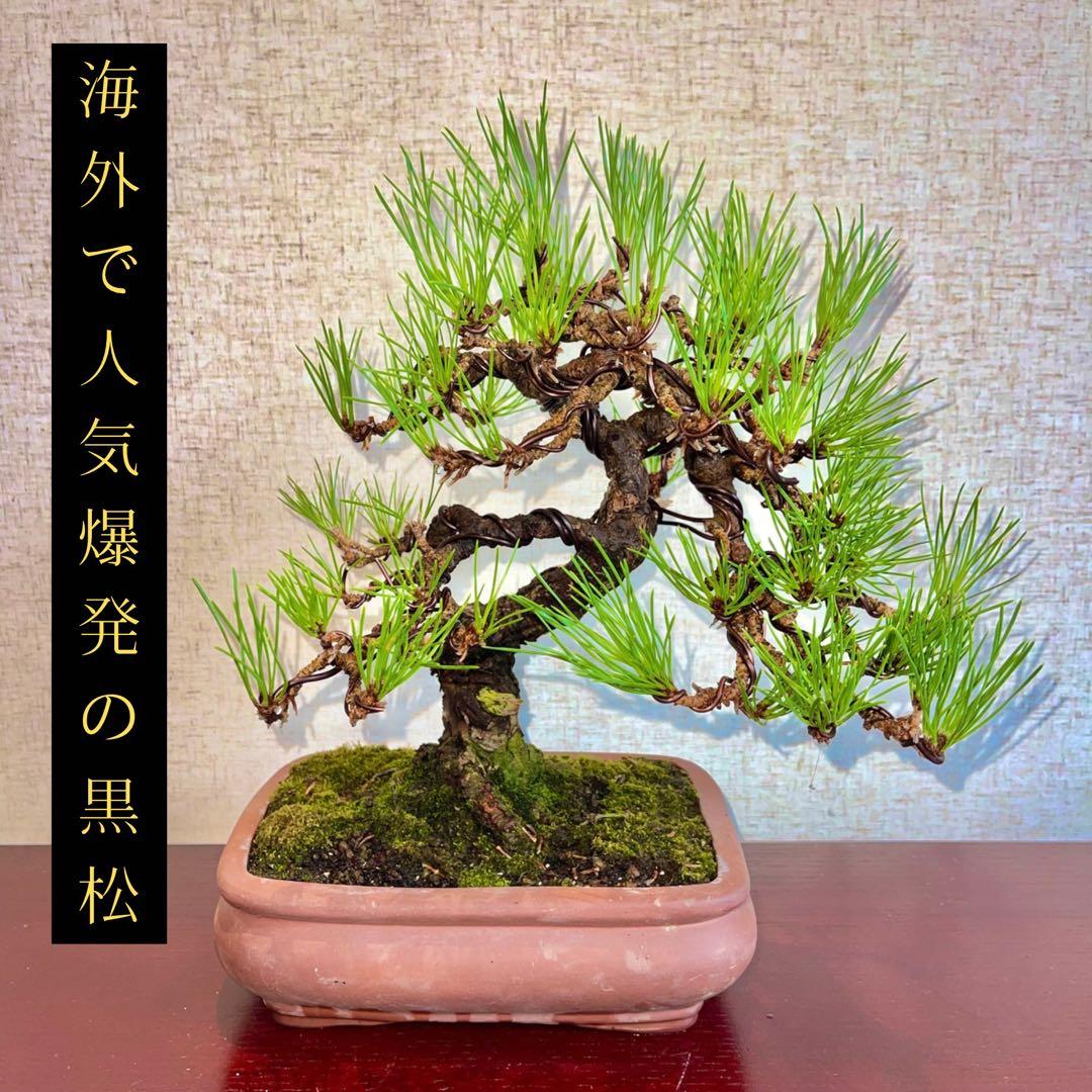 大幅値下げ 3/8で終了します】世界が注目 良型黒松 黒松 資産価値 盆栽