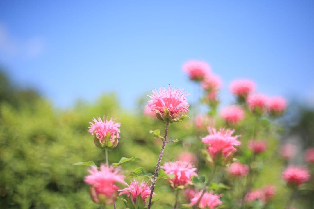 《希少》C.C Auto Petri 50mm F1.7（M42）【良品】