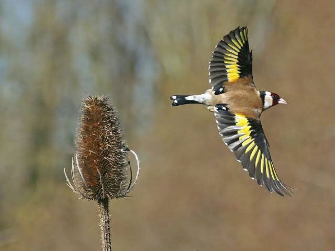 ロシア雑貨☆イースターエッグ オーナメント『ゴールドフィンチ