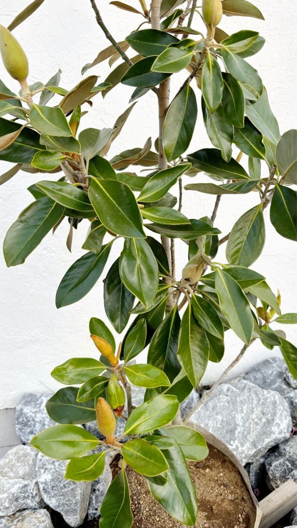 リトルジェム 1.4M(鉢底から) - メルカリ