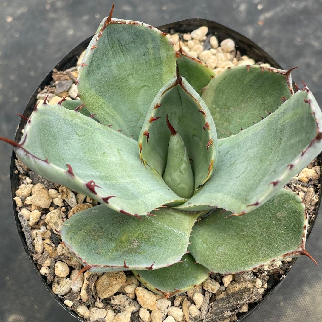 アガベ トランカータ錦 トリカラー ① 斑入り 墨斑 淡斑 - メルカリ