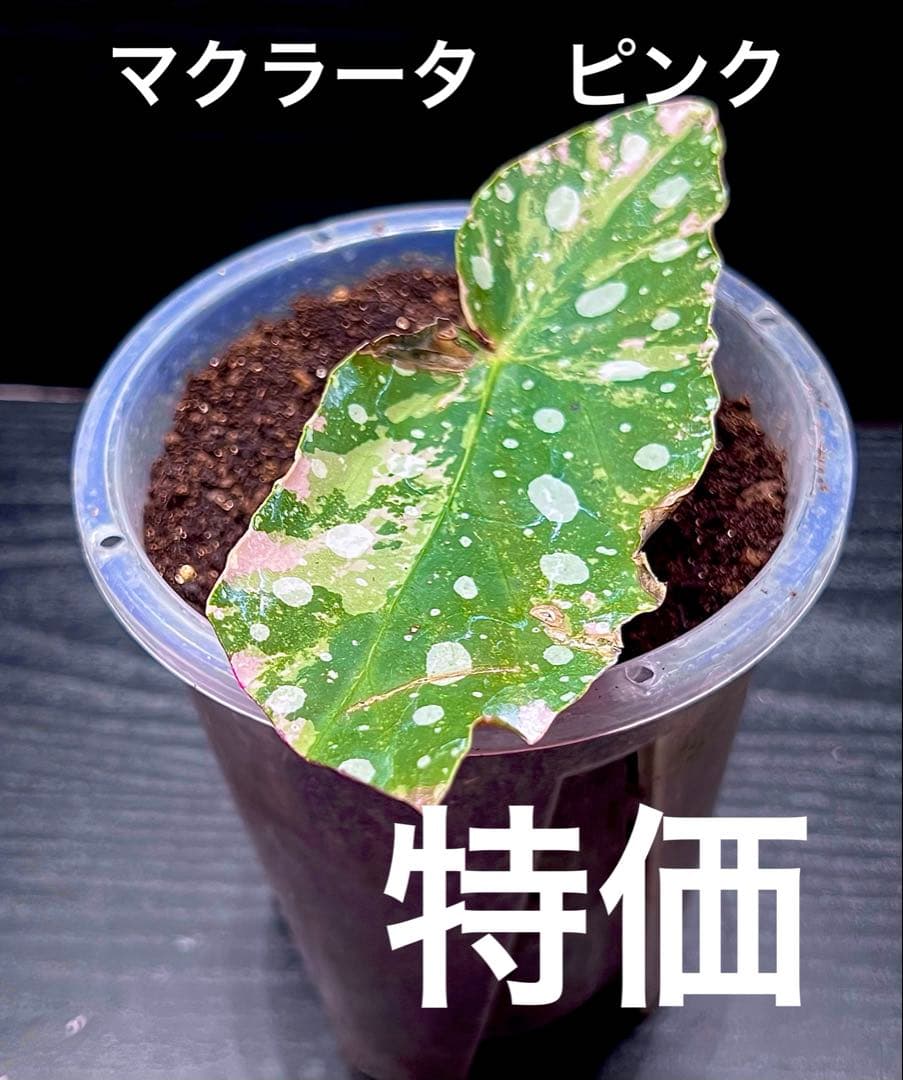 激レア 特価 ベゴニア マクラータ ピンク 斑入り バリエガータ - メルカリ