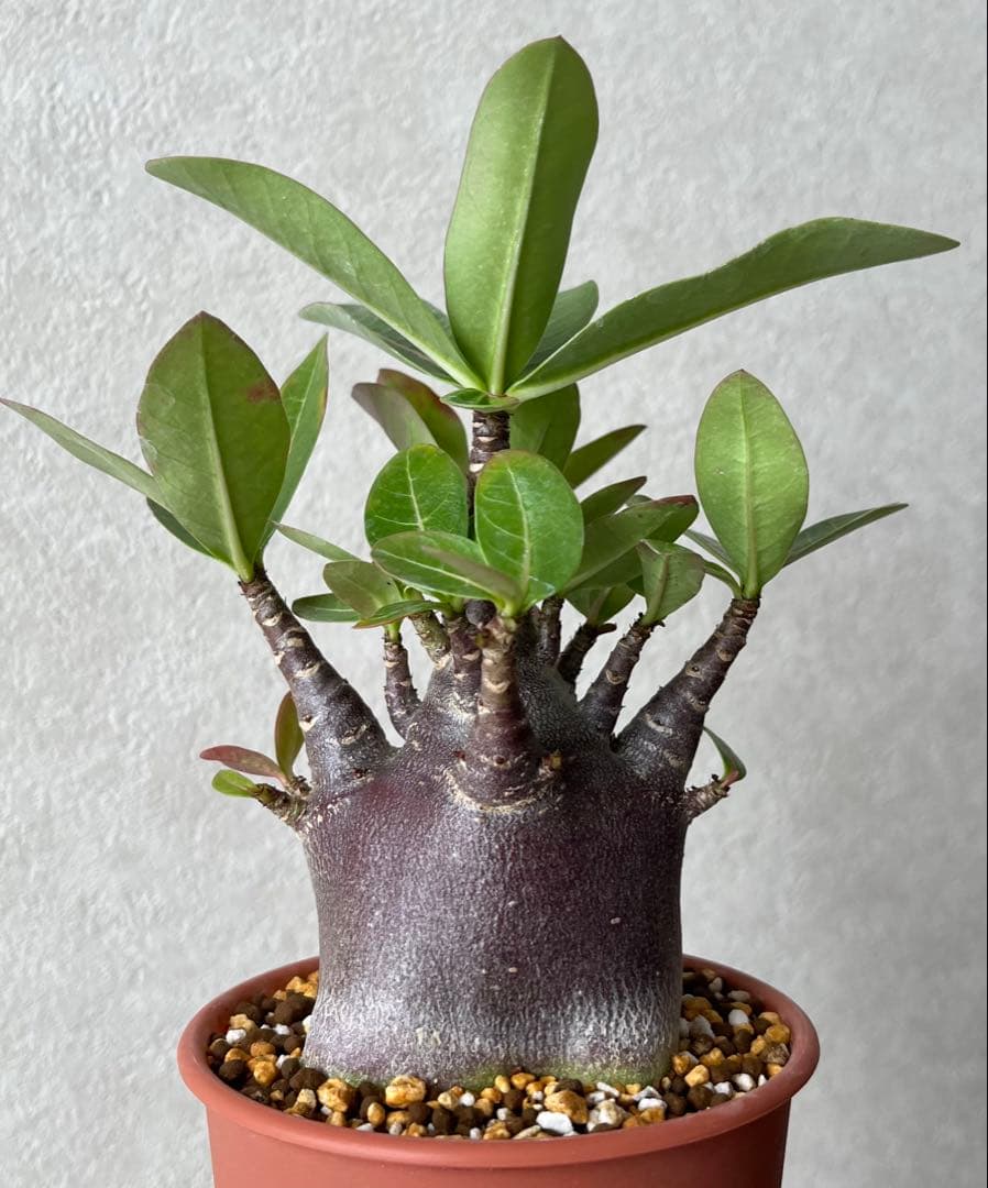 激レア/ブラックスキン/極太/ドワーフ 】アデニウム カピ 鉢植えG-1