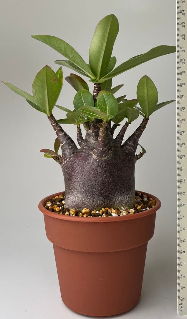 激レア/ブラックスキン/極太/ドワーフ 】アデニウム カピ 鉢植えG-1