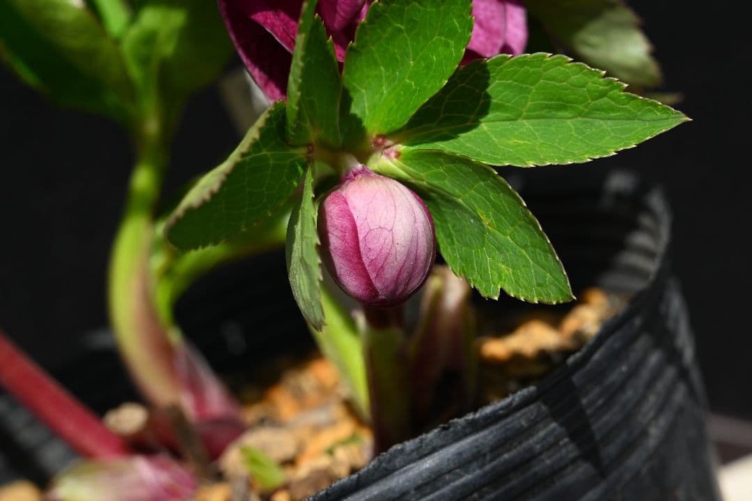 クリスマスローズ 認定！グロッシー ゴールド レッドタイプ 加藤農園