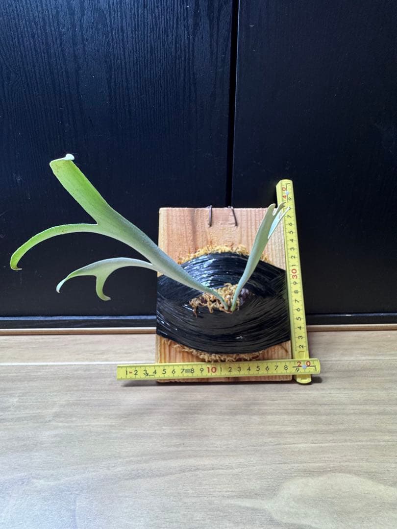 ビカクシダ アルマダドワーフ オリジナル 子株③ P.alcicorne