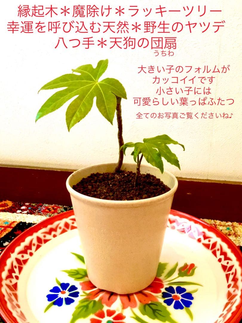 完売　　縁起木＊魔除け【ヤツデ/八つ手/天狗の団扇】天然野生育ち/2株/鉢植え 八つ手 ヤツデ 株立ち 約80cm 現品発送 特大苗木 大苗 八手 八角金盤