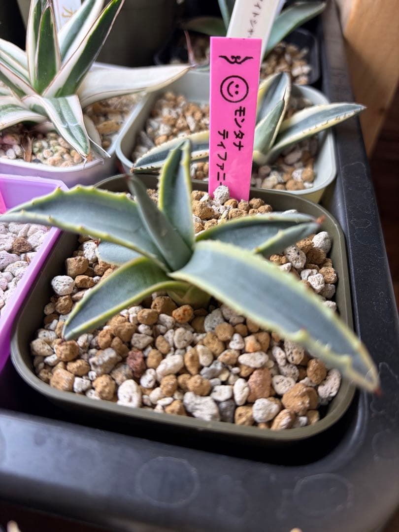 アガベ　レア　モンタナ　ティファニー モンタナ ティファニーの発根 とオバティ フロステッドフレイク | つべ