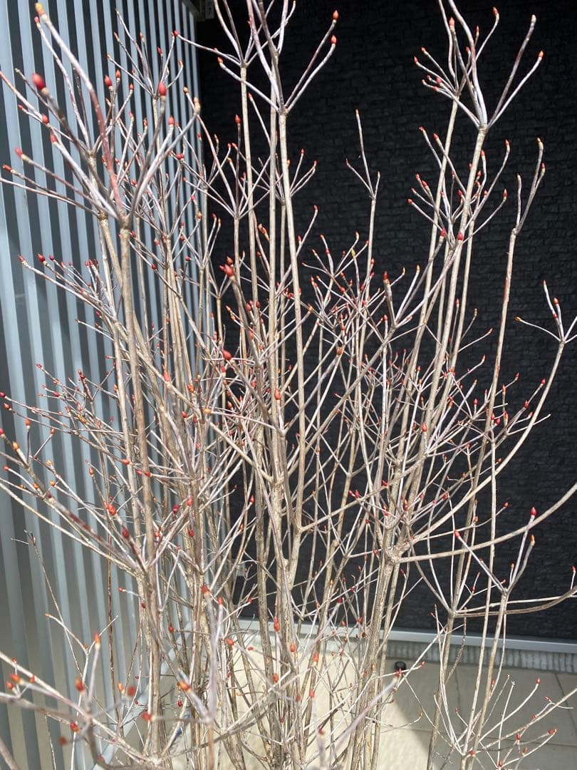 ドウダンツツジ 樹高H1.3m - メルカリ