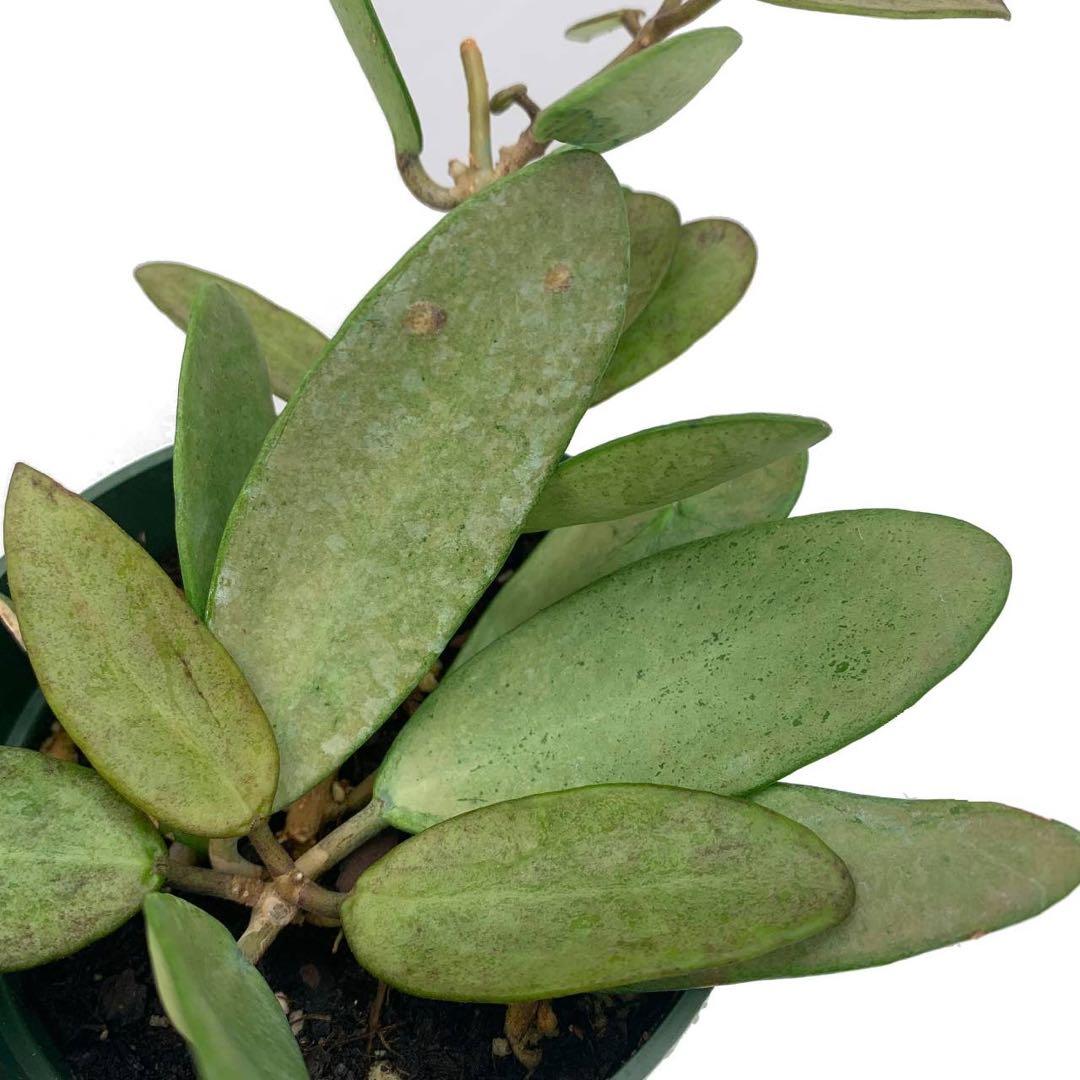 新着 レア ホヤ シルバーレディー サクララン パルダリウム 鉢花